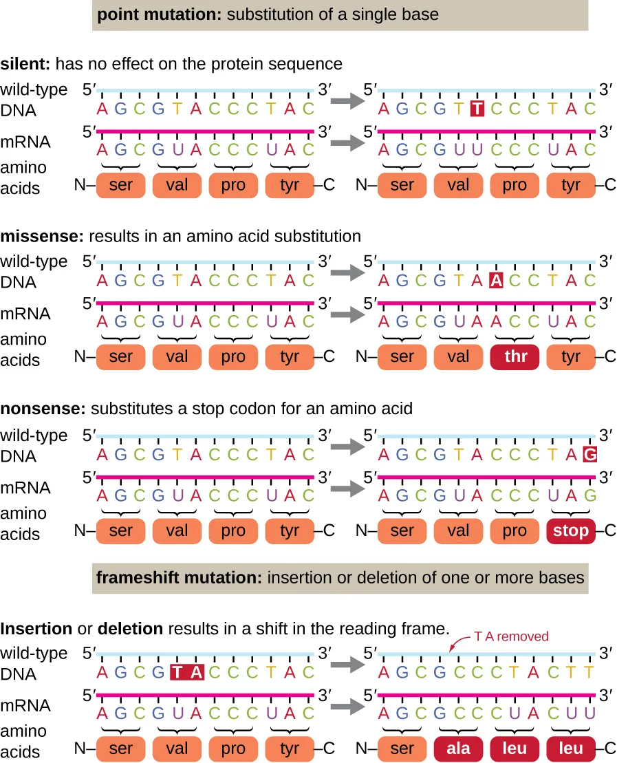 Diagram of point mutations: substitution of a single base. Description below.