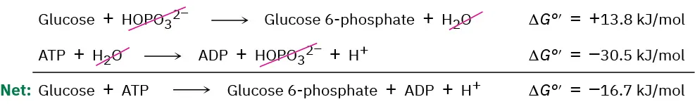 Two reactions combine to form net reaction where glucose combines with adenosine triphosphate to give glucose-6-phosphate, adenosine diphosphate and hydrogen positive ion. The overall  delta G is less than zero.