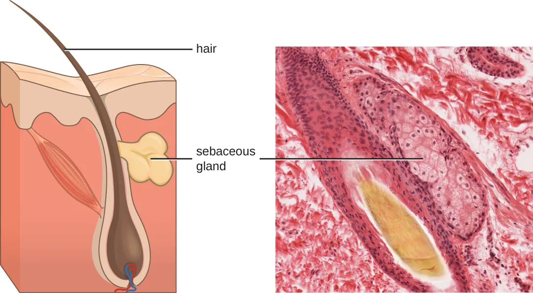 A large hair follicle. Description below.