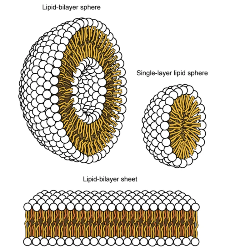 The image on the left shows a spherical lipid bilayer, shown as a half sphere whose surface is covered in the spherical polar heads, and thin, strandlike extend inward.  In the core of the sphere is another half sphere, with the same anatomy. The image on the right shows a smaller sphere that has a single lipid layer only, made up of the spherical heads. The image at the bottom shows a lipid bilayer sheet; whose polar heads form the upper and lower surfaces, with tails extending toward each other in the middle.