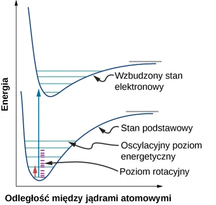  Rysunek pokazuje wykres energii w funkcji odległości między jądrami atomowymi. Na rysunku są dwie krzywe. Krzywa dolna jest oznaczona jako stan podstawowy, a krzywa górna jako wzbudzony stan elektronowy. Obie krzywe mają podobny kształt, od ostrego zbocza poprzez dolinę aż do powolnego wzrostu kończącego się wypłaszczeniem. Pomiędzy ramionami krzywej stanu podstawowego znajduje się pięć poziomych niebieskich linii ograniczonych przez tą krzywą, co przypomina szczeble drabiny. Są one oznaczone jako oscylacyjne poziomy energetyczne. Pomiędzy dwiema niebieskim liniami znajdują się mniejsze czerwone poziome linie oznaczone jako poziomy rotacyjne. Są cztery takie czerwone poziomy pomiędzy każdą parą poziomów niebieskich, pierwszą i drugą, drugą i trzecią oraz trzecią i czwartą. Od pierwszego niebieskiego poziomu dolnej krzywej biegnie pionowa strzałka, która kończy się w okolicy doliny górnej krzywej. Na lewo od tej strzałki jest druga mała strzałka skierowana w górę. Zaczyna się ona na pierwszym czerwonym poziomie pierwszego niebieskiego poziomu a kończy na drugim czerwonym poziomie drugiego poziomu niebieskiego. Pomiędzy ramionami krzywej stanu wzbudzonego znajdują się cztery poziome niebieskie linie.