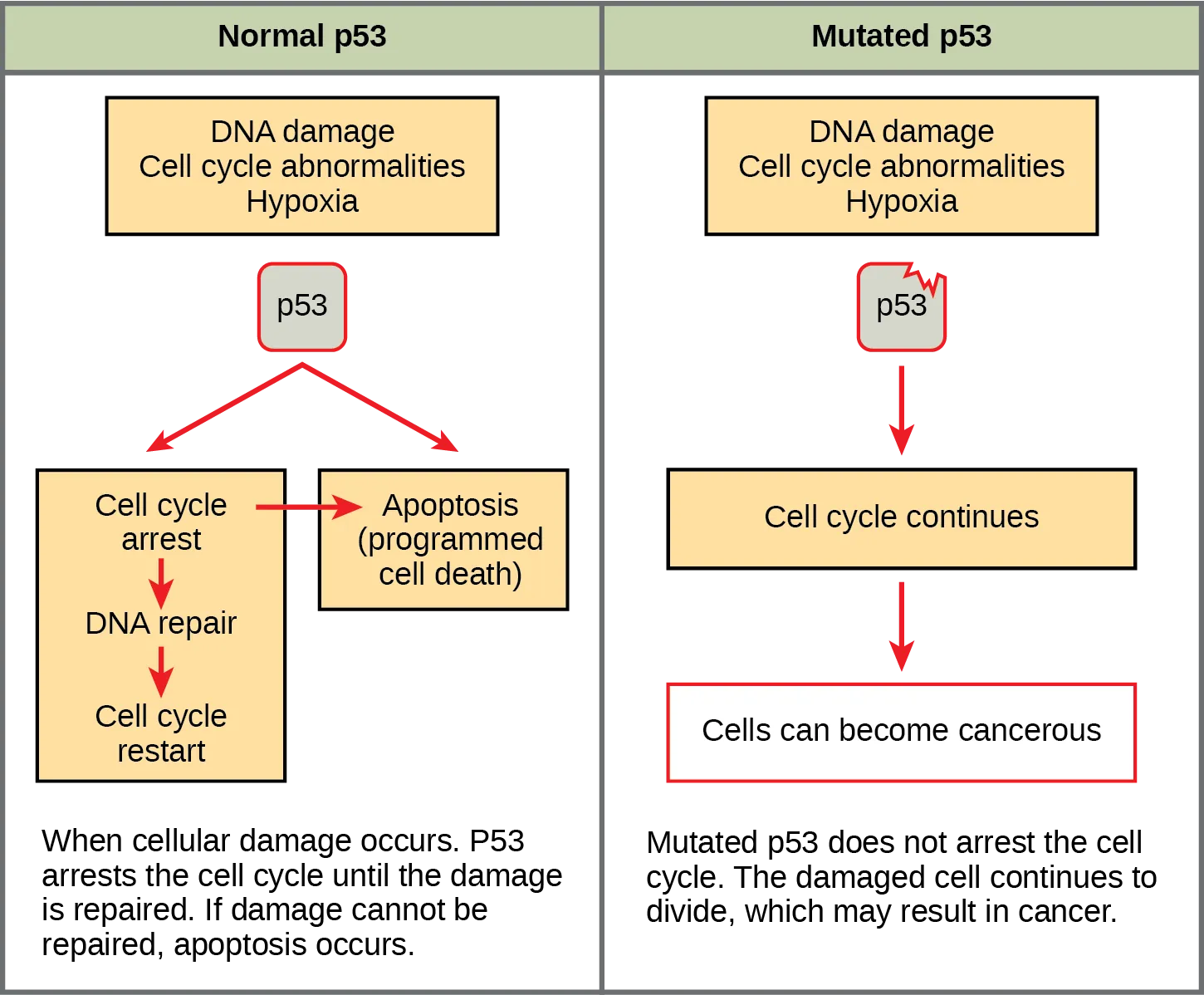 Part a: This illustration shows cell cycle regulation by normal lower case p 5 3, which arrests the cell cycle in response to D N A damage, cell cycle abnormalities, or hypoxia. Once the damage is repaired, the cell cycle restarts. If the damage cannot be repaired, apoptosis, meaning programmed cell death, occurs. Part b: Mutated p 5 3 does not arrest the cell cycle in response to cellular damage. As a result, the cell cycle continues, and the cell may become cancerous.