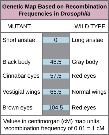 The illustration shows a Drosophila genetic map. The gene for aristae length occurs at 0 centimorgans, or cM. The gene for body color occurs at 48.5 cM. The gene for red versus cinnabar eye color occurs at 57.5 cM. The gene for wing length occurs at 65.5 cM, and the gene for red versus brown eye color occurs at 104.5 cM. One cM is equivalent to a recombination frequency of 0.01.