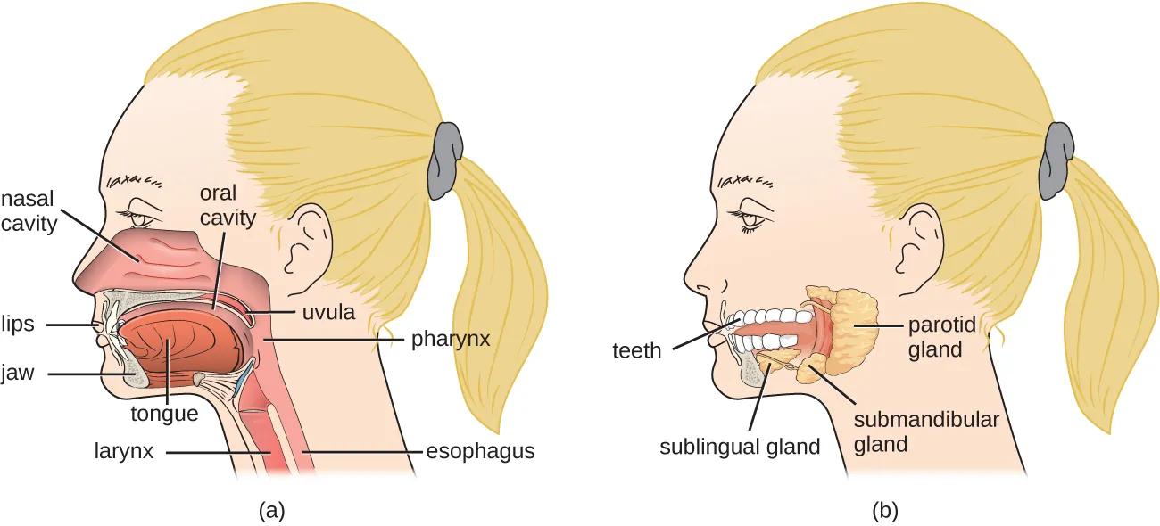 Oral cavities. Description below.