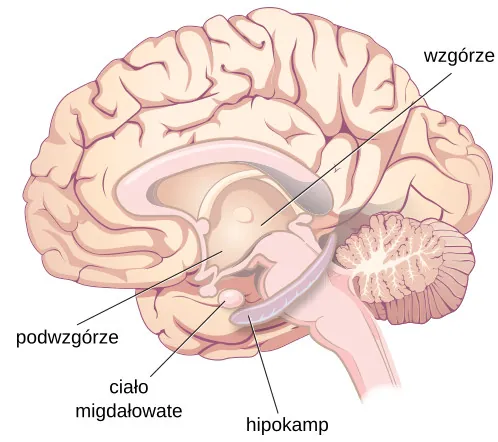 Podwzgórze Ciało migdałowate Hipokamp