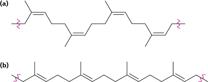 The structure of natural rubber in part a and gutta percha in part b. Both are eighteen-carbon chain with double bonds at different positions. Wavy lines denote the bond extensions.