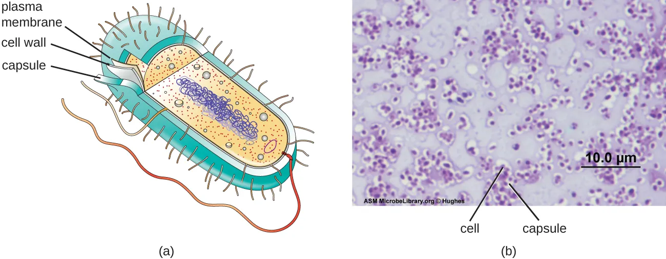 Bacterial cells and micrograph. Description below.