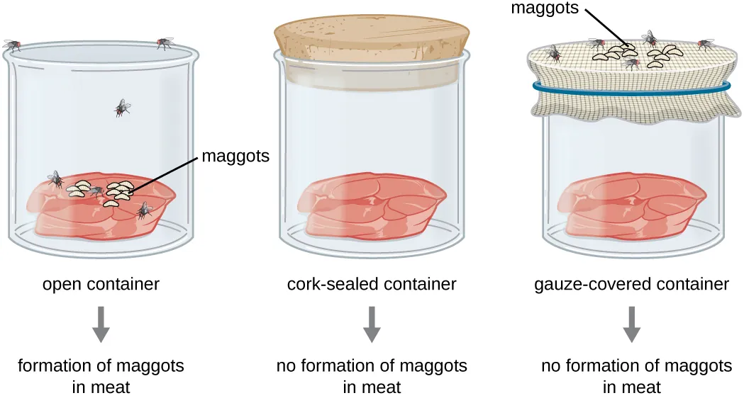 Redi's experiment. Description below.