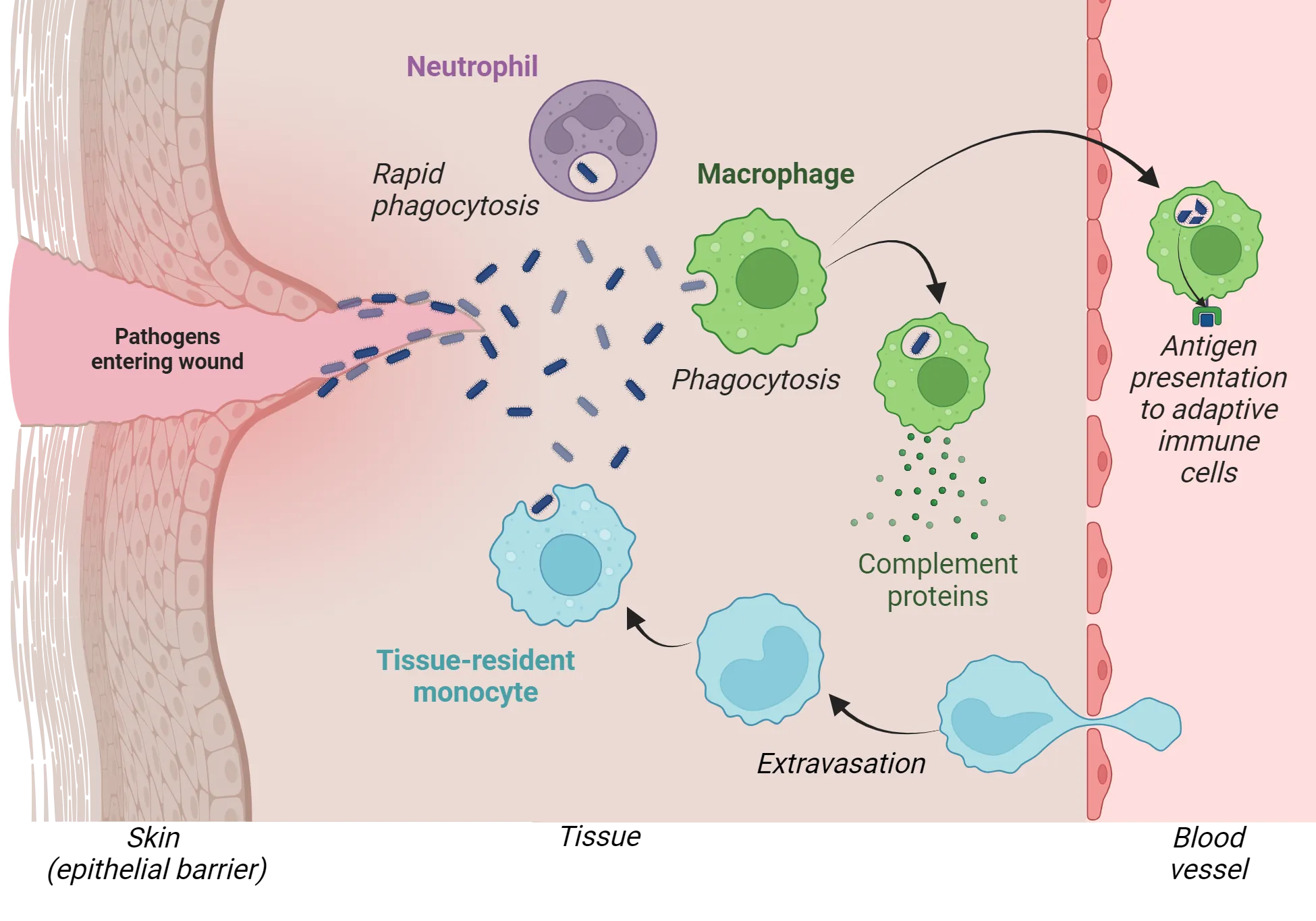 A cross-section of skin from the surface to underlying blood vessel with a penetrating wound through the epithelial barrier that allows entry of pathogens. Neutrophil and macrophage are both shown in the skin, engulfing (phagocytosing) pathogens. A tissue resident monocyte is shown squeezing between the cells of the blood vessel to become a tissue-resident monocyte in the skin that is also engulfing pathogens. The macrophage is also shown secreting complement proteins.