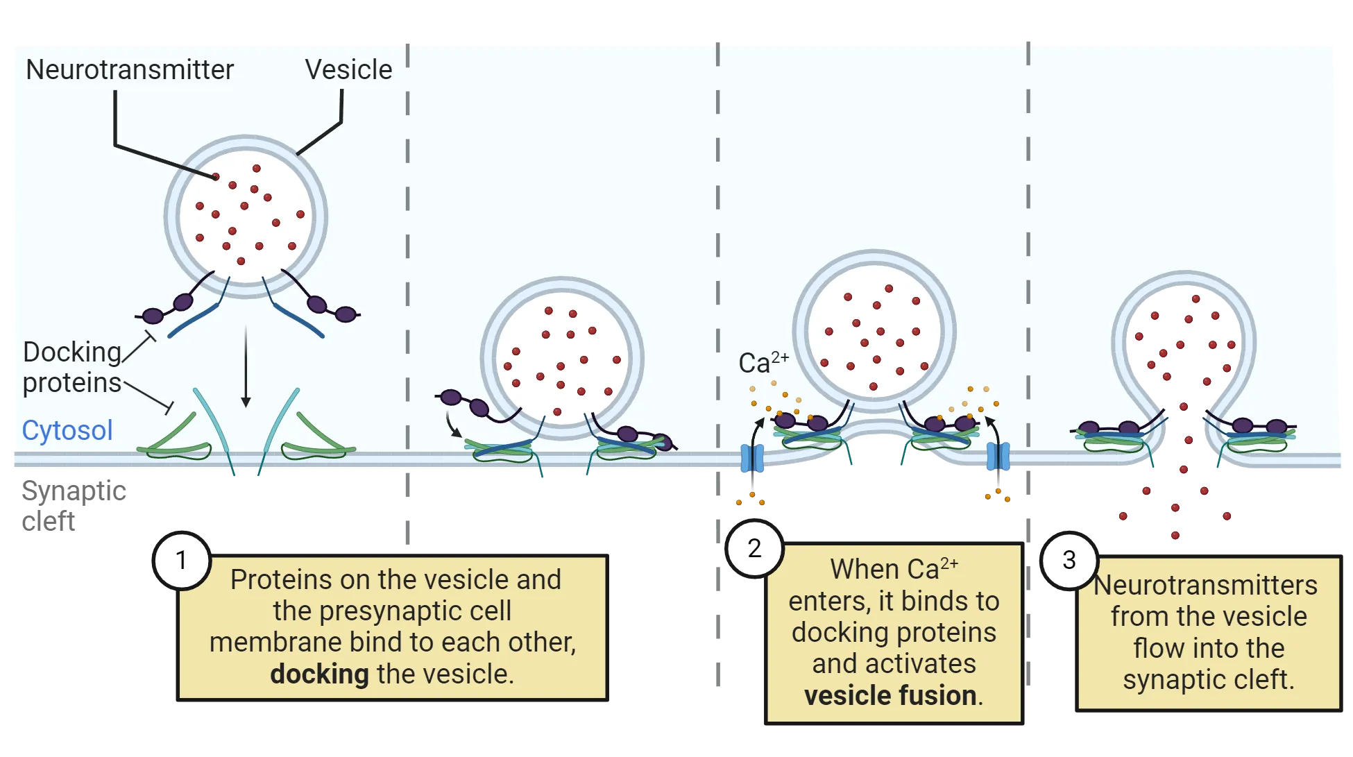 Four step diagram. 1) A diagram of a vesicle filled with neurotransmitter adjacent to a presynaptic membrane. Docking proteins are shown on the vesicle and membrane. 2) Vesicle shown close to membrane, docking proteins touching. 3) Ca2+ ions shown interacting with docking proteins and membrane getting closer to vesicle. 4) Vesicle has fused with membrane and neurotransmitter and diffusing out of the vesicle into the synaptic cleft space.
