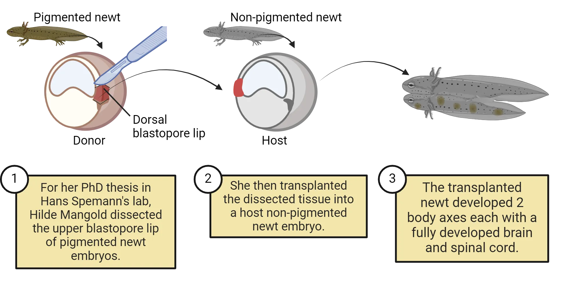  Diagram of the steps described in the main text for the transplantation assay of Spemann-Mangold. The pigmented newt donor is shown as the source of the secondary blastopore lip and a non-pigmented host embryo receives it on the ventral side. The final result is a two-bodied newt, fused at the ventral side, each with a head, body and tail. One newt is fully nonpigmented and the other is mostly nonpigmented but with spots of pigment.