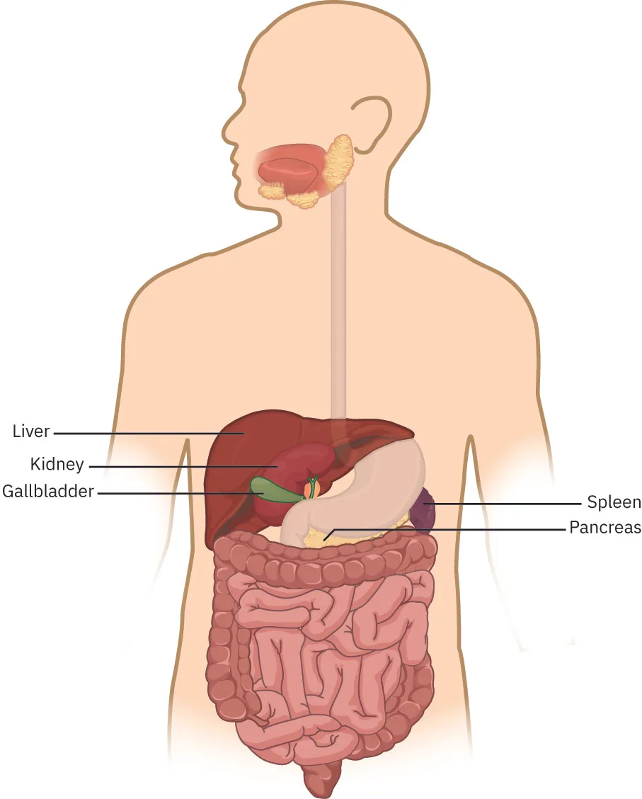 Internal organs of the abdomen