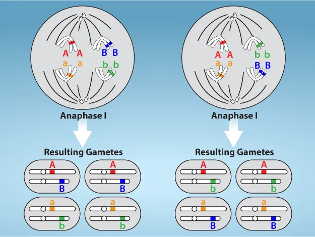 This illustration shows that, in a cell with a set of two chromosomes, four possible arrangements of chromosomes can give rise to eight different kinds of gamete. These are the eight possible arrangements of chromosomes that can occur during meiosis of two chromosomes.