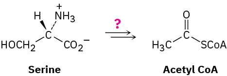Serine reacts in the presence of unknown reagents, represented as a question mark, to form acetyl Co A.
