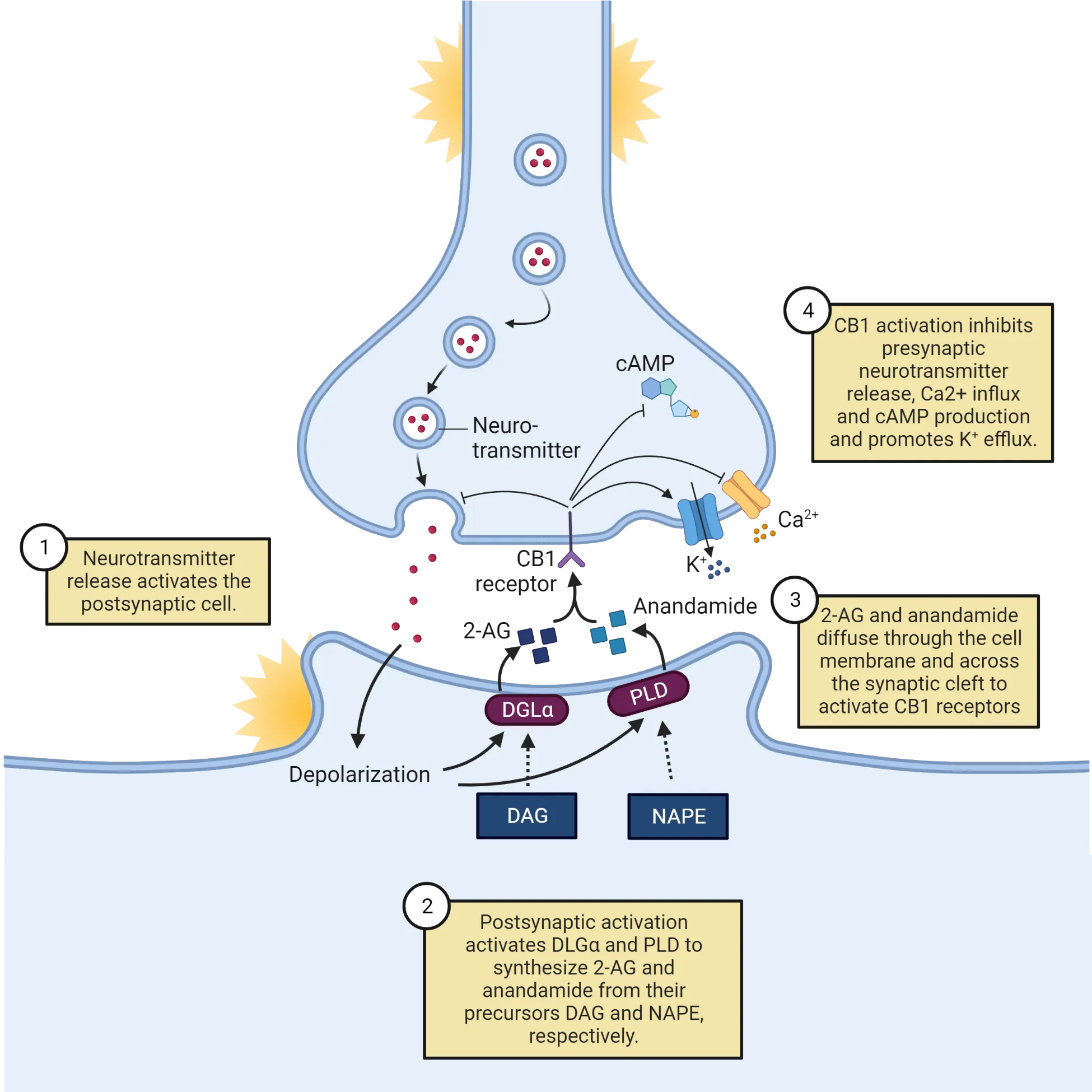 Diagram of a synapse, showing presynaptic terminal with vesicles being released on postsynaptic spine. Production of DGLa and PLD to generate 1-AG and anandamide is shown. AG and anandamide are sown signaling to presynaptic CB1 receptors, initiating several pre-synaptic changes