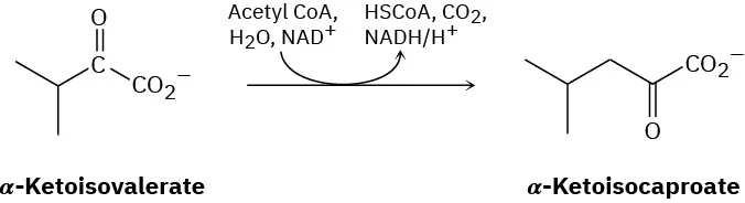 Alpha-ketoisovalerate reacts to form alpha-ketoisocaproate via the conversion acetyl CoA, and  nicotinamide adenine dinucleotide cation  to H S CoA, carbon dioxide and nicotinamide adenine dinucleotide phosphate hydride.