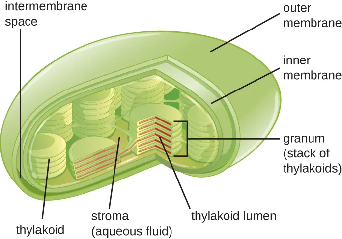 The cholorplast. Description below.