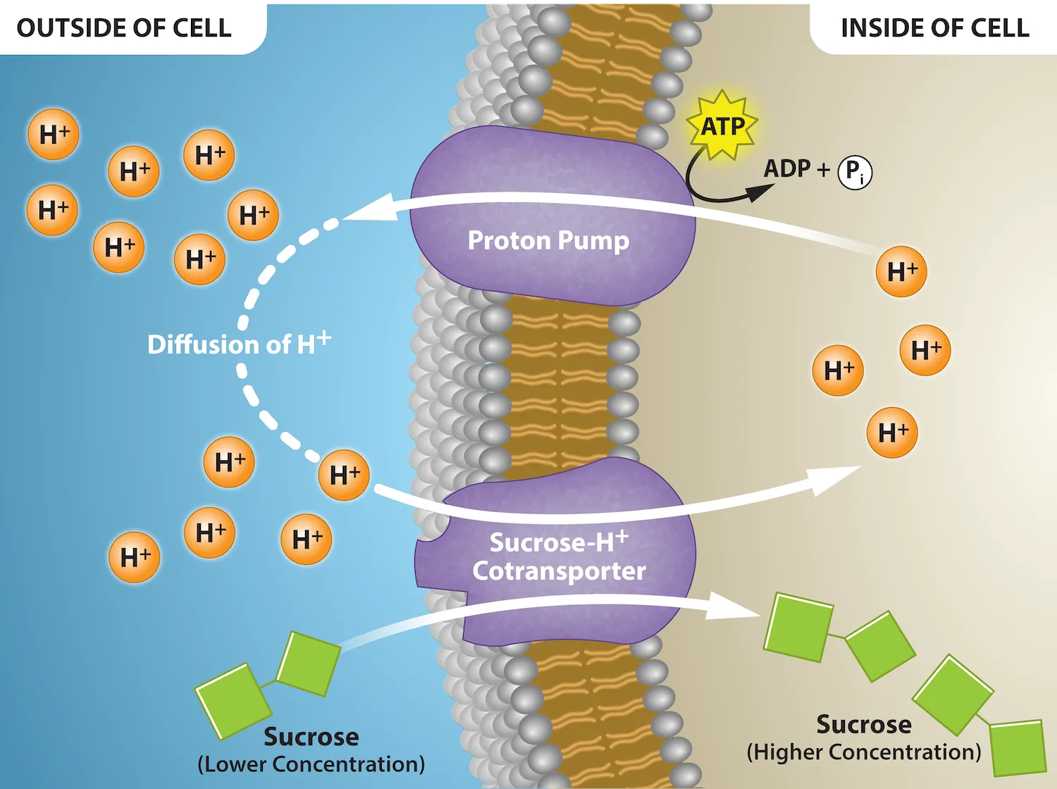 This illustration shows a membrane bilayer with a potassium channel called a proton pump embedded in it. Hydrogen ions flow out of the cell through a proton pump, then back into the cell as part of the sucrose-proton cotransporter. Sucrose flows with the protons from the lower concentration outside the cell to the higher concentration inside the cell, which is against the concentration gradient.