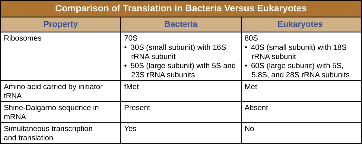 Table titled: Comparison of Translation in Bacteria Versus Eukaryotes. Description below.