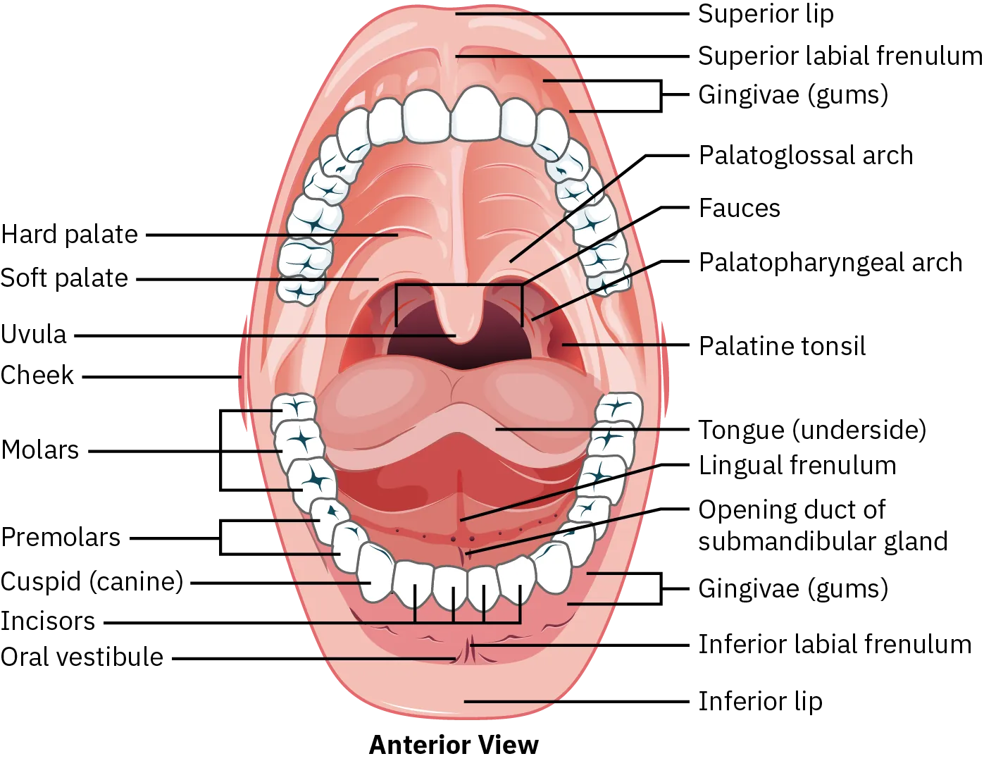 A diagram shows the different structures of the mouth. Starting at the top, the mouth consists of the superior lip. The superior labial frenulum is a narrow strip that connects the lip to the gums. Next are the upper teeth, which surround the hard and soft palate, the palatoglossal arch, fauces, and palatopharyngeal arch. At the back of the mouth is the palatine tonsil and uvula. At the bottom of the mouth is the tongue, opening duct of submandibular gland, the lower teeth, gums, inferior labial frenulum, and inferior lip. The teeth, tongue, palates, and gums are in the oral vestibule. Starting with the teeth at the bottom middle of the mouth and moving along one side towards the back, there are two incisors, one canine, two premolars, and three molars. These teeth are the same on the other side and on the top of the mouth.