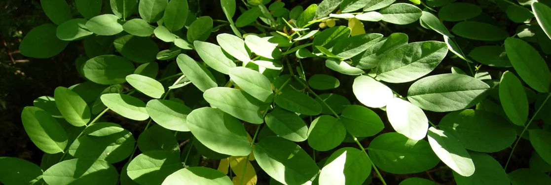 Photo shows a plant with oval leaves that oppose each other on long, thin branches.