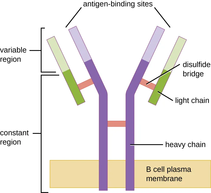 B-Cell Receptors. Description below.