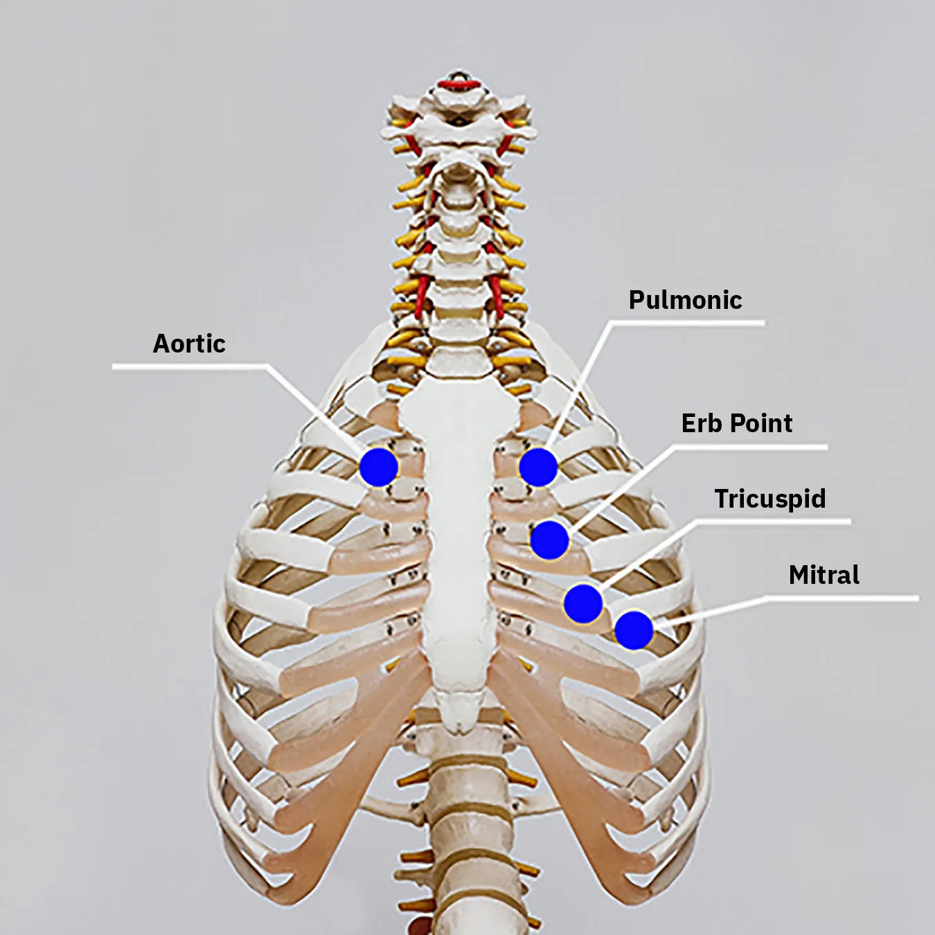 An image showing the locations of heart auscultation.