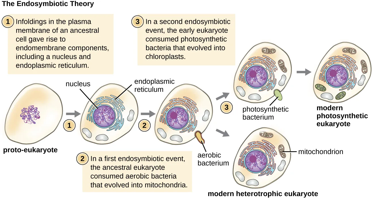 Diagram of the endosymbiotic theory. Description below.