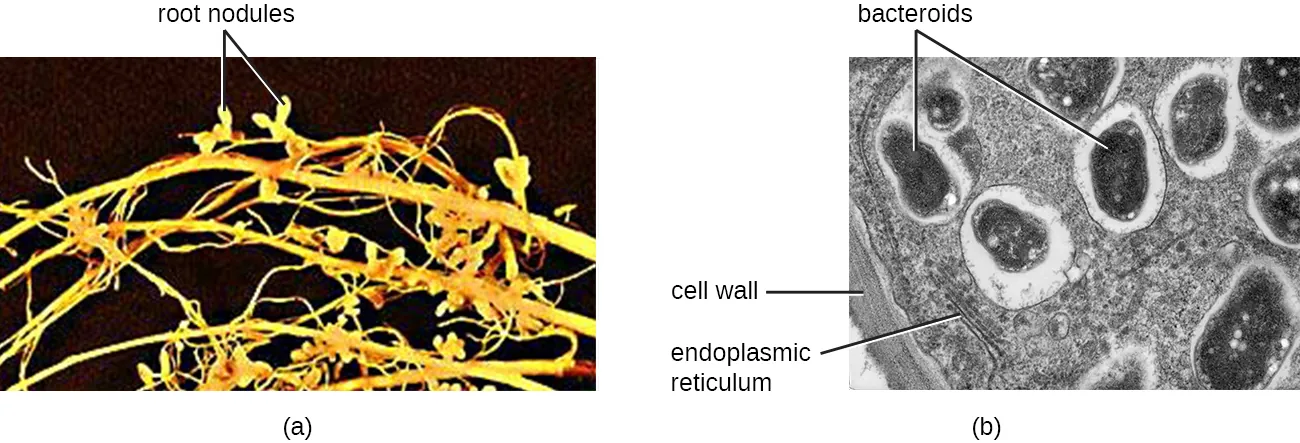 Rhizobium. Description below.