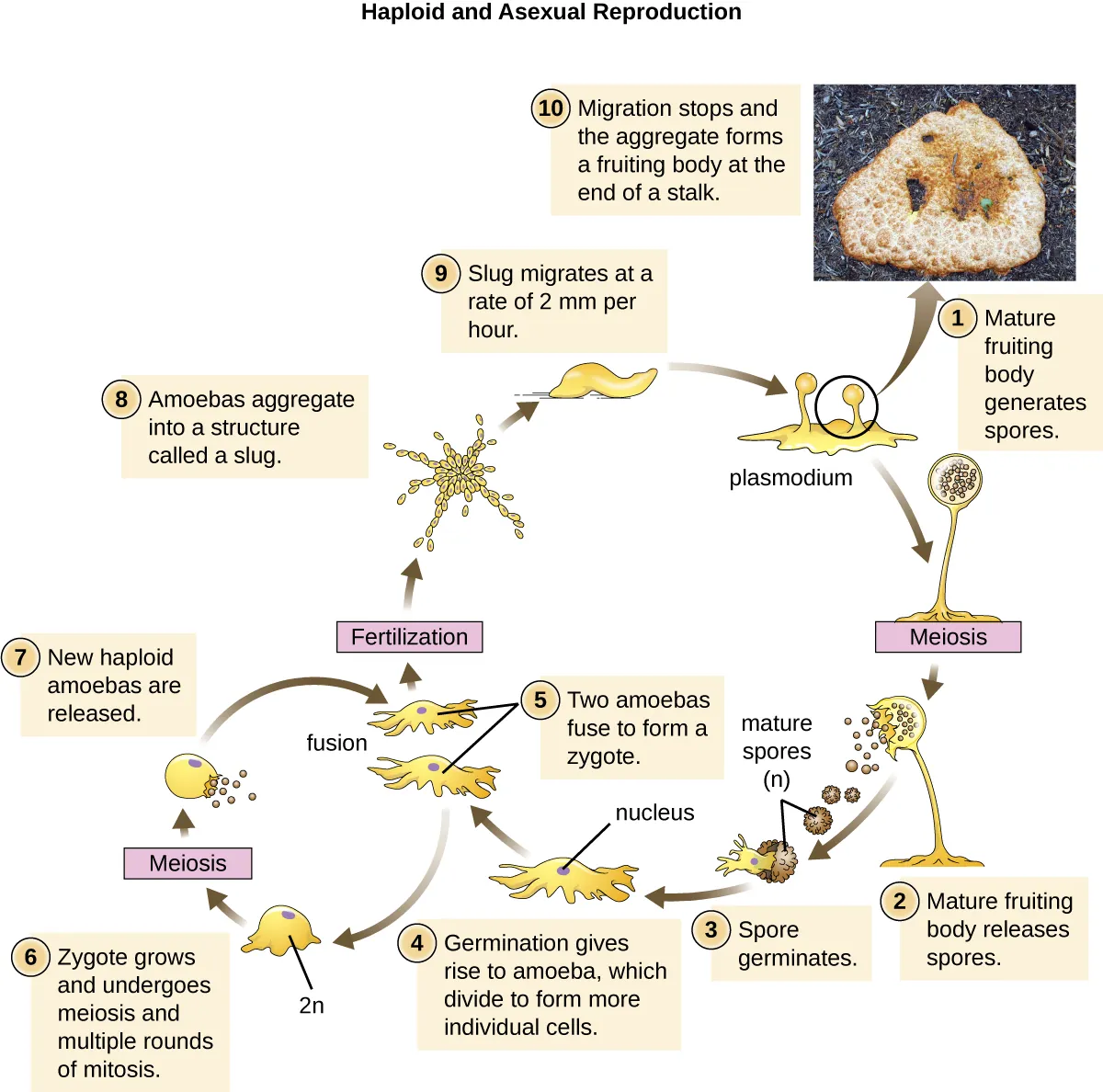 Haploid and Asexual Reproduction. Description below.