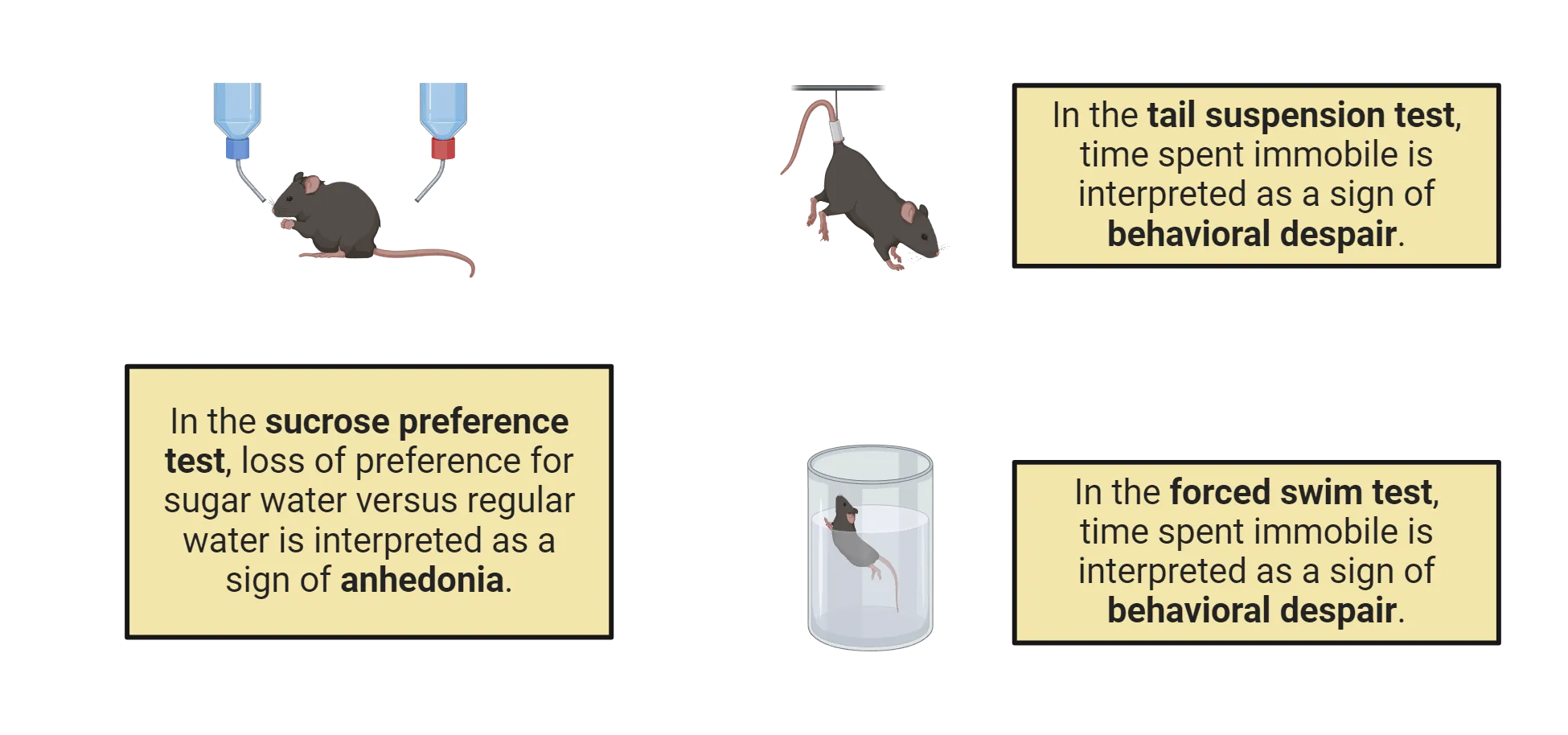 Diagram of behavioral assays for depression. In the sucrose preference test, loss of preference for sugar water versus regular water is interpreted as a sign of anhedonia. Mouse is shown with 2 water bottles to choose from. In the tail suspension test, time spent immobile is interpreted as a sign of behavioral despair. Mouse is shown suspended by its tail from a rod. In the forced swim test, time spent immobile is interpreted as a sign of behavioral despair. Mouse is shown swimming in a cylinder half filled with water.