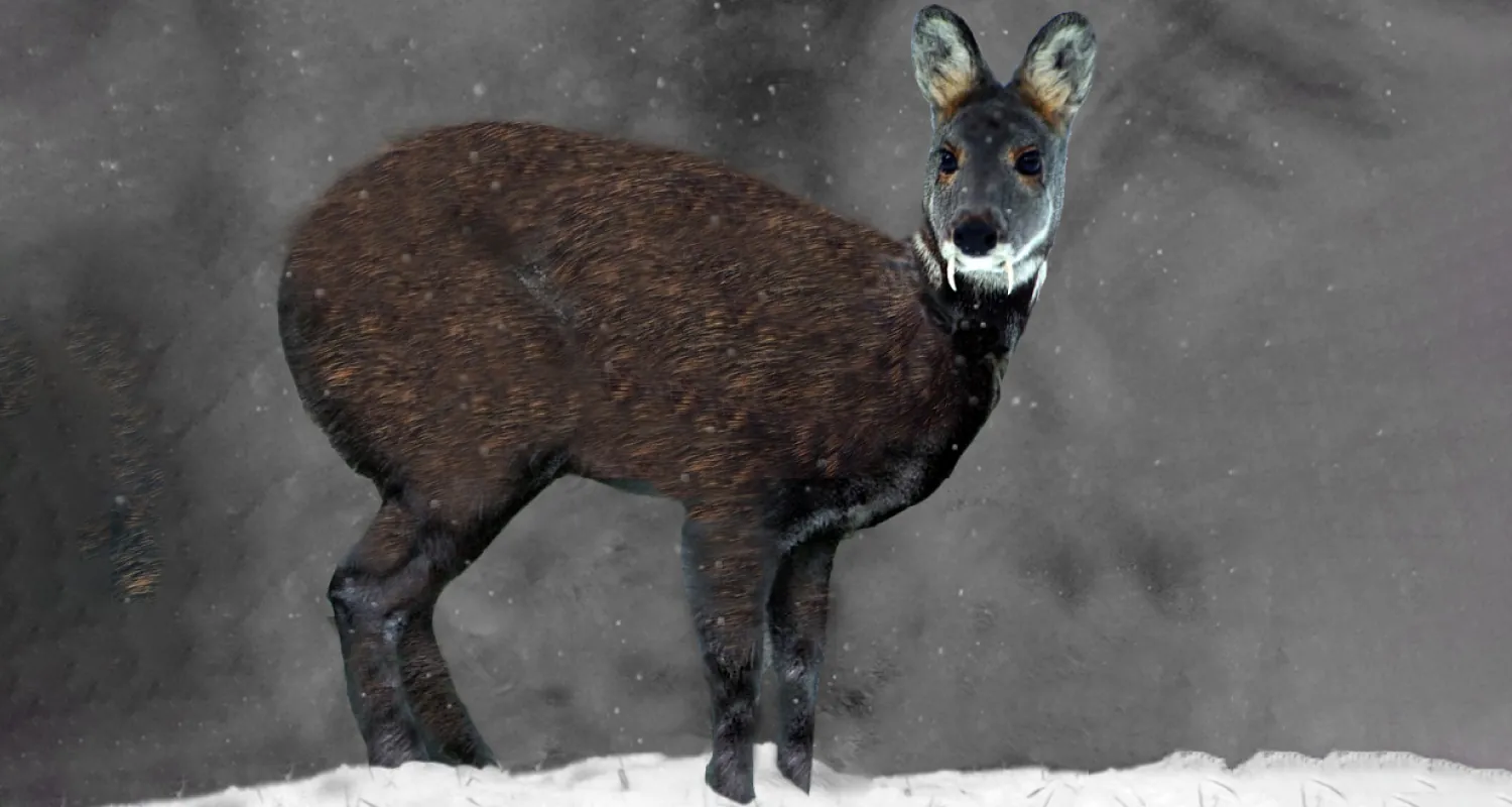 A photograph of a brownish-black Himalayan musk deer.