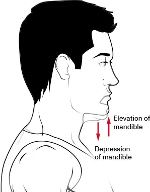 Diagram showing elevation and depression of mandible