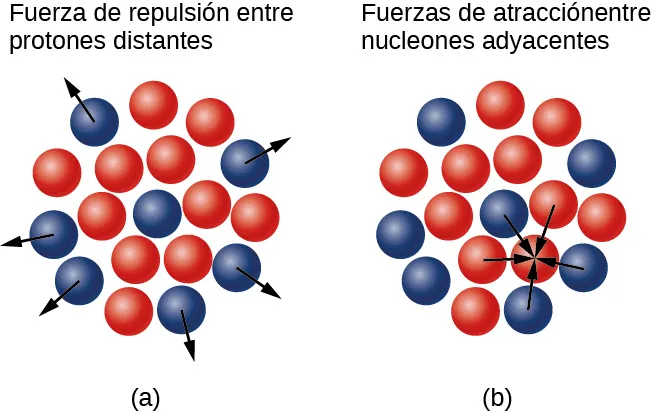 La figura a muestra un grupo de pequeños círculos rojos y azules. Hay un protón azul en el centro, rodeado de neutrones rojos. Hay más protones en la periferia, que tienen flechas que apuntan hacia afuera. La figura b muestra el mismo grupo. Las flechas muestran la atracción de protones y neutrones hacia un neutrón adyacente.