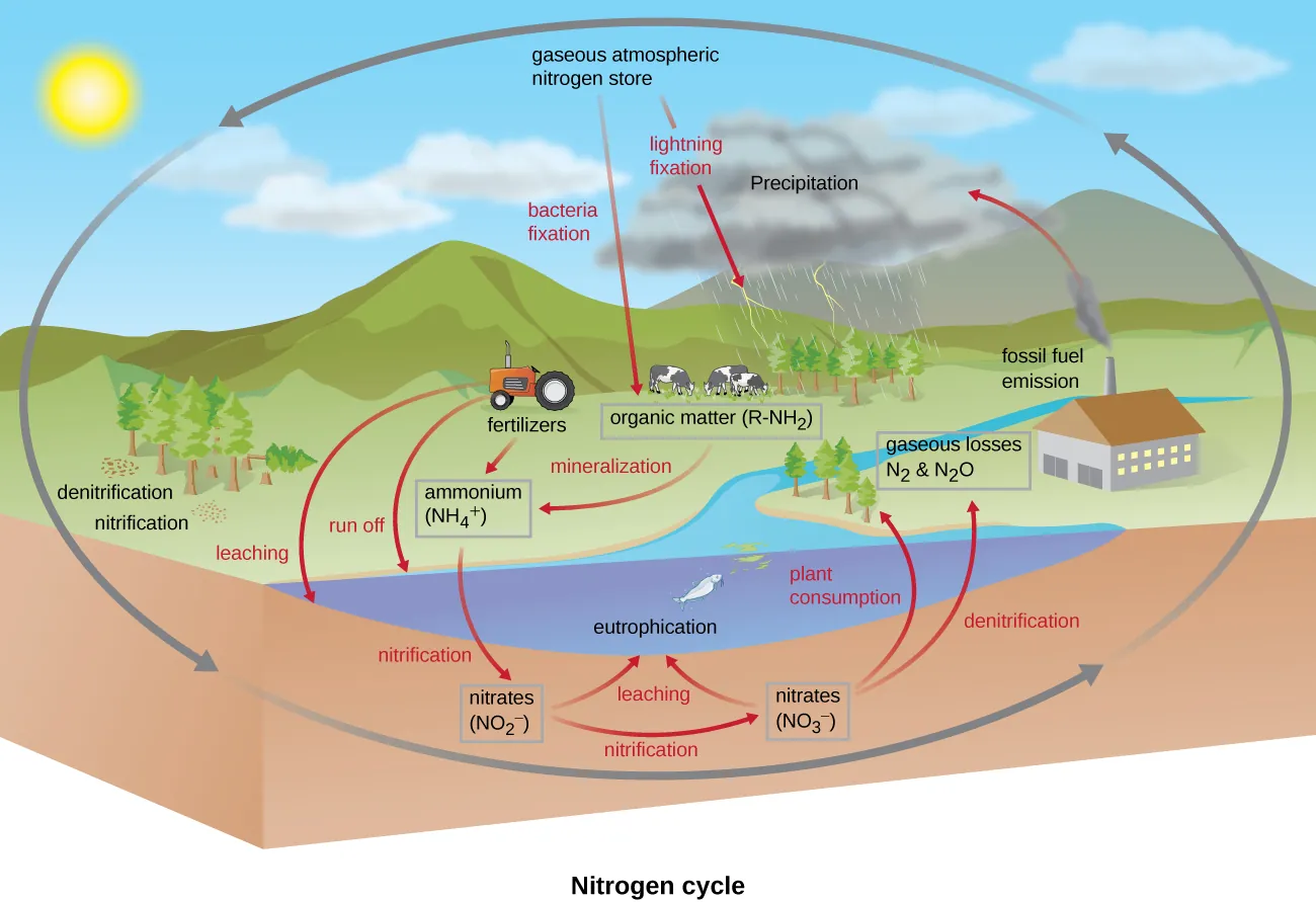 The nitrogen cycle. Description below.