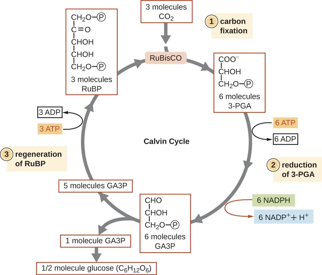 Calvin-Benson Cycle. Description below.