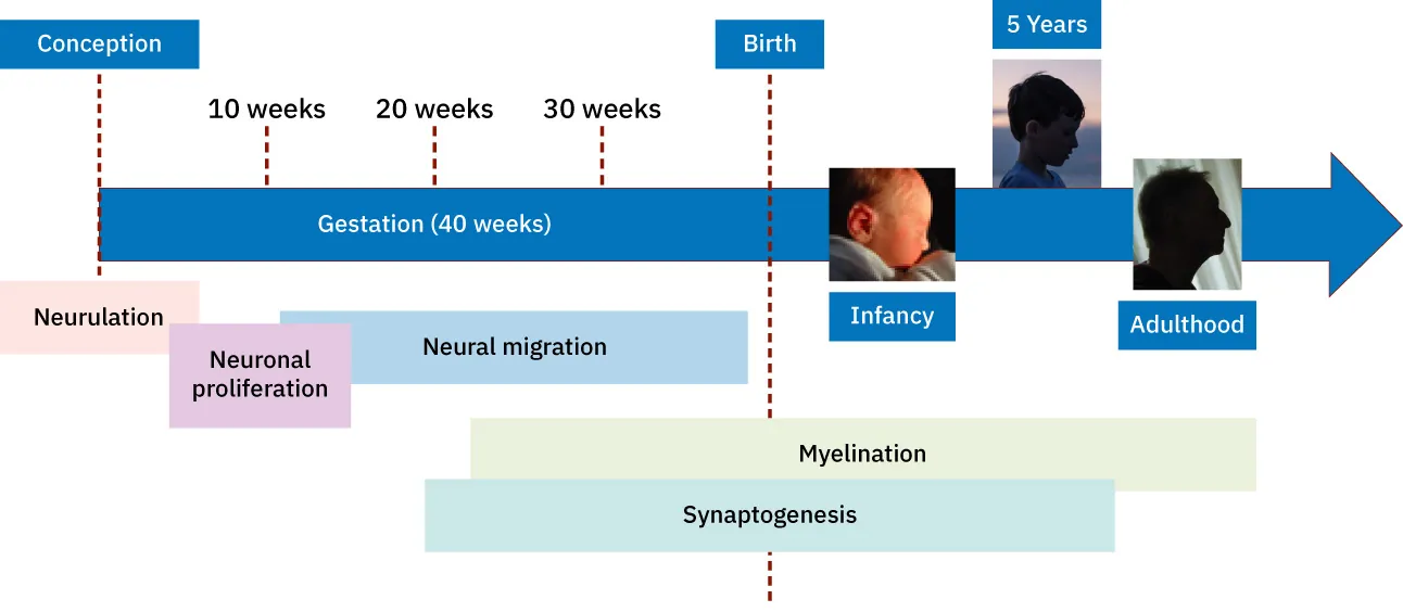 A timeline shows the growth of brain size and structures from conception through adulthood
