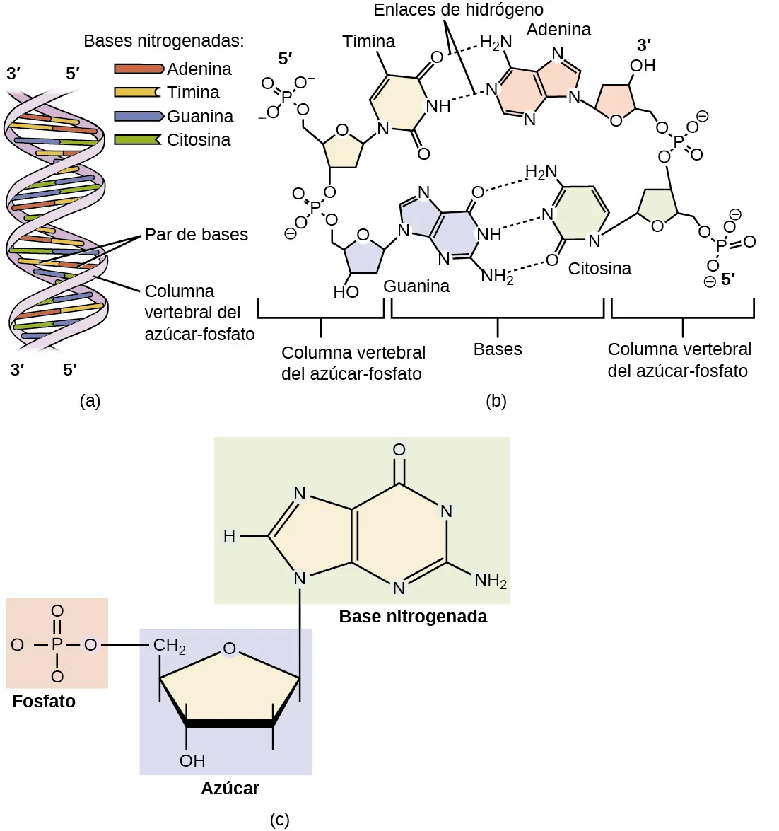 El diagrama a muestra el ADN como una doble hélice compuesta por las bases nitrogenadas adenina, timina, guanina y citosina, emparejadas a lo largo de una columna vertebral de azúcar-fosfato. La hélice ha marcado 3 direcciones o extremos primos y 5 primos. En el diagrama b se muestra la disposición a nivel molecular de las bases conectadas por enlace de hidrógeno dentro de la columna vertebral de azúcar-fosfato. Se muestra la adenina con enlace de hidrógeno a la timina y, de forma similar, se muestra la unión mediante enlace de hidrógeno entre la citosina y la guanina. De nuevo, se suministra información direccional de 3 y 5 extremos primos. En el diagrama c se muestra el enlace entre una base nitrogenada, el azúcar y el fosfato.