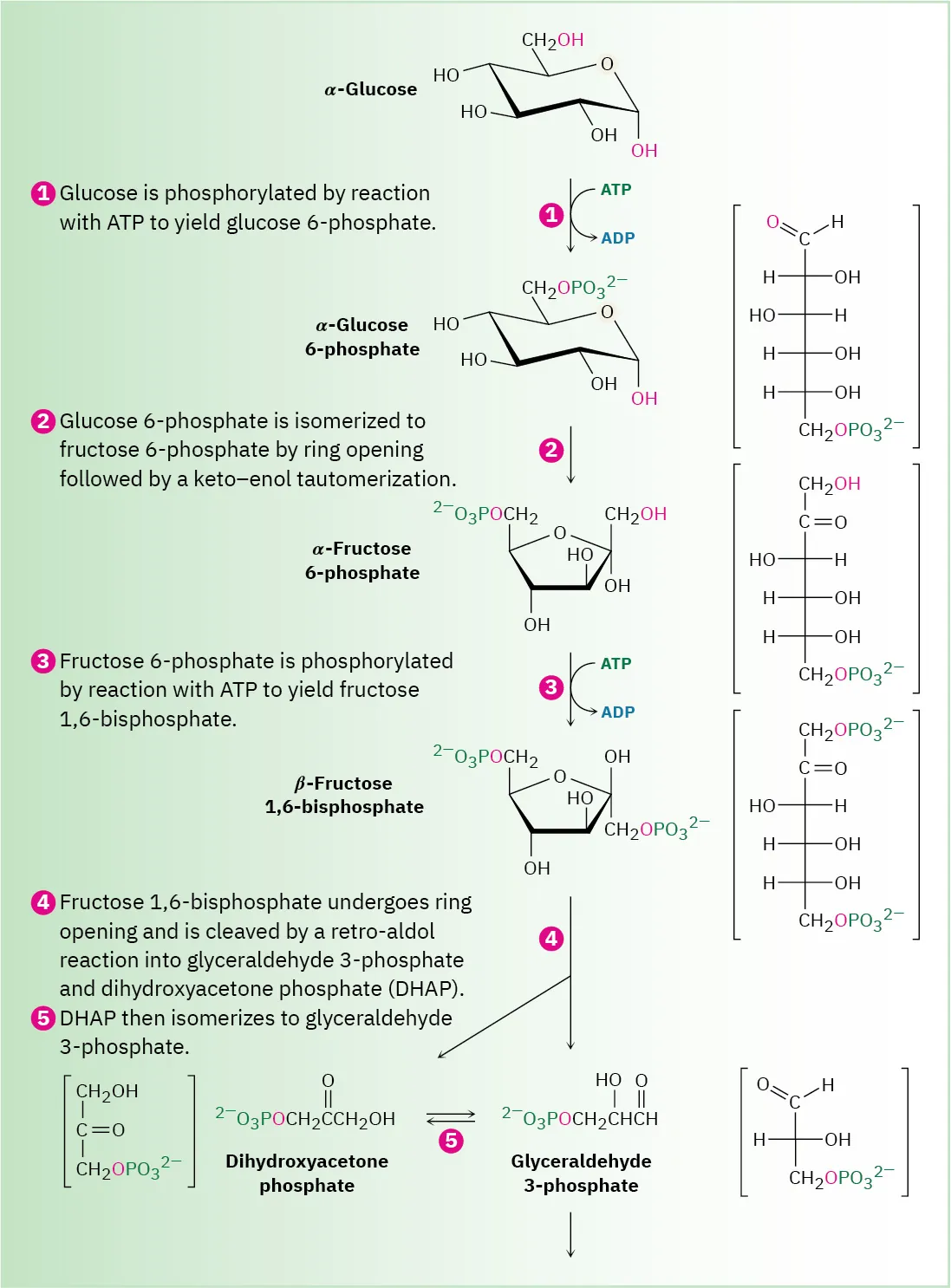 The catabolism of alpha-glucose to glyceraldehyde-3-phosphate via five steps. Adenosine triphosphate converts to adenosine diphosphate in this process.