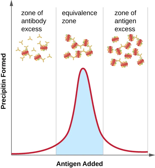 How the ratio of antigen and antibody affects the amount of precipitation. Description below.
