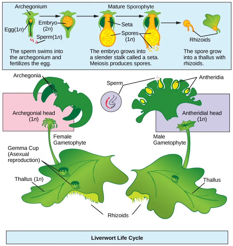 The liverwort has a flat, leaf-like structure called a thallus, which is haploid (1n). Root-like rhizoids grow from the bottom of the thallus. Gemma cups used for asexual reproduction grow on top of the thallus. A slender stalk extends from the thallus, and a haploid (1n) archegonial head sits at its top. The archegonial head is the female gametophyte. The archegonial head has fronds, like a palm tree. The underside of the archegonial head contains protrusions called archegonia, which house the eggs. Another stalk extends from another thallus, and a haploid (1n) antheridial head sits at its top. The antheridial head is the male gametophyte. The outside of the antheridial head has antheridia which release sperm. The haploid (1n) sperm swim through a hole in the bottom of the archegonium and fertilize the haploid (1n) egg to produce a diploid (2n) embryo. The embryo grows into a stalk called a seta. Meiosis produces haploid (1n) spores in a sac at the tip of the stalk. The sac bursts open, releasing the spores. The spores sprout, producing a new thallus and rhizoids.