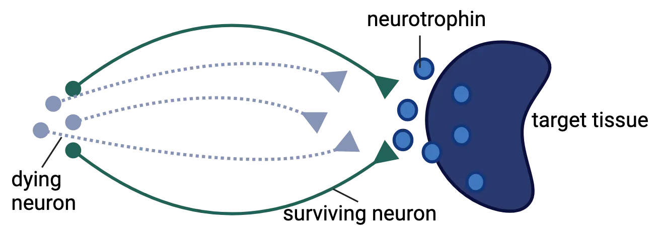 A diagram showing neurons extending axons toward a target issue, which produces neurotrophin.