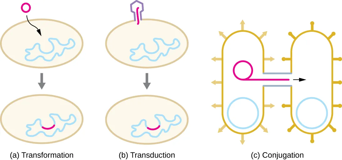 a) Horizontal gene transfer in prokaryotes. Description below.
