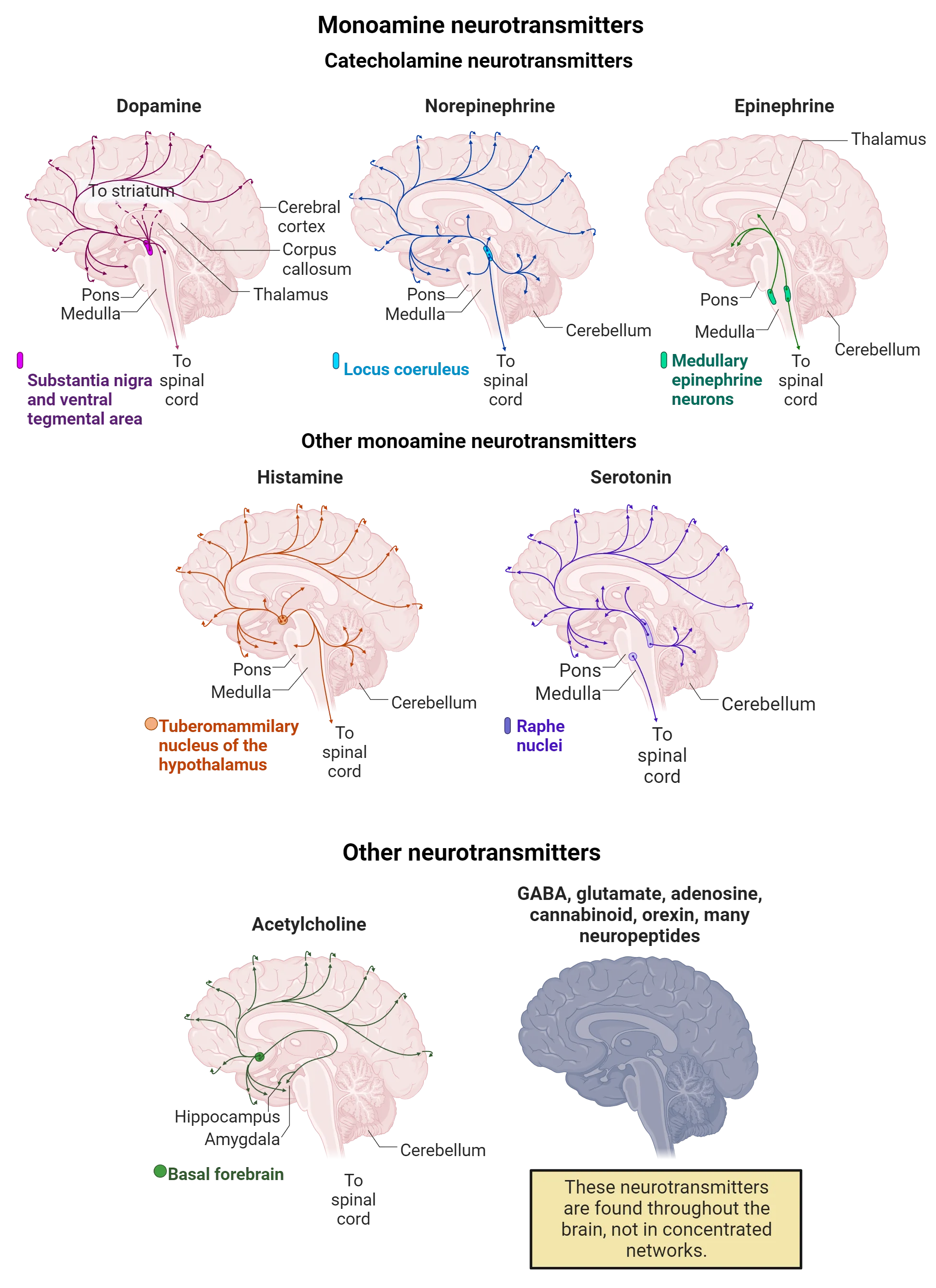 Overview image showing general distribution of neurotransmitter systems. Dopamine: Diagram of a human brain with networks of dopamine projections throughout the cortex and down the spinal cord shown. Cell bodies are concentrated in the brainstem (substantia nigra and ventral tegmental area). Norepinephrine: Diagram of a human brain with networks of norepinephrine projections throughout the cortex, cerebellum and down the spinal cord shown. Cell bodies are concentrated in the brainstem (locus coeruleus). Epinephrine: Diagram of a human brain with networks of epinephrine projections into lower levels of the brain. Cell bodies are in medulla. Histamine: Diagram of a human brain with networks of histamine projections throughout the cortex. Cell bodies are in tuberomammillary nucleus of the hypothalamus. Serotonin: Diagram of a human brain with networks of serotonin projections throughout the cortex, cerebellum and down the spinal cord shown. Cell bodies are concentrated in the brainstem (raphe nuclei). Acetylcholine: Diagram of a human brain with networks of acetylcholine projections throughout the cortex. Cell bodies are concentrated in the basal forebrain. GABA, glutamate, adenosine, cannabinoid, orexin, many neuropeptides: Diagram of a human brain showing diffuse presence of neurotransmitters throughout the entire brain.