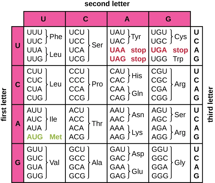 The codon table. Description below.
