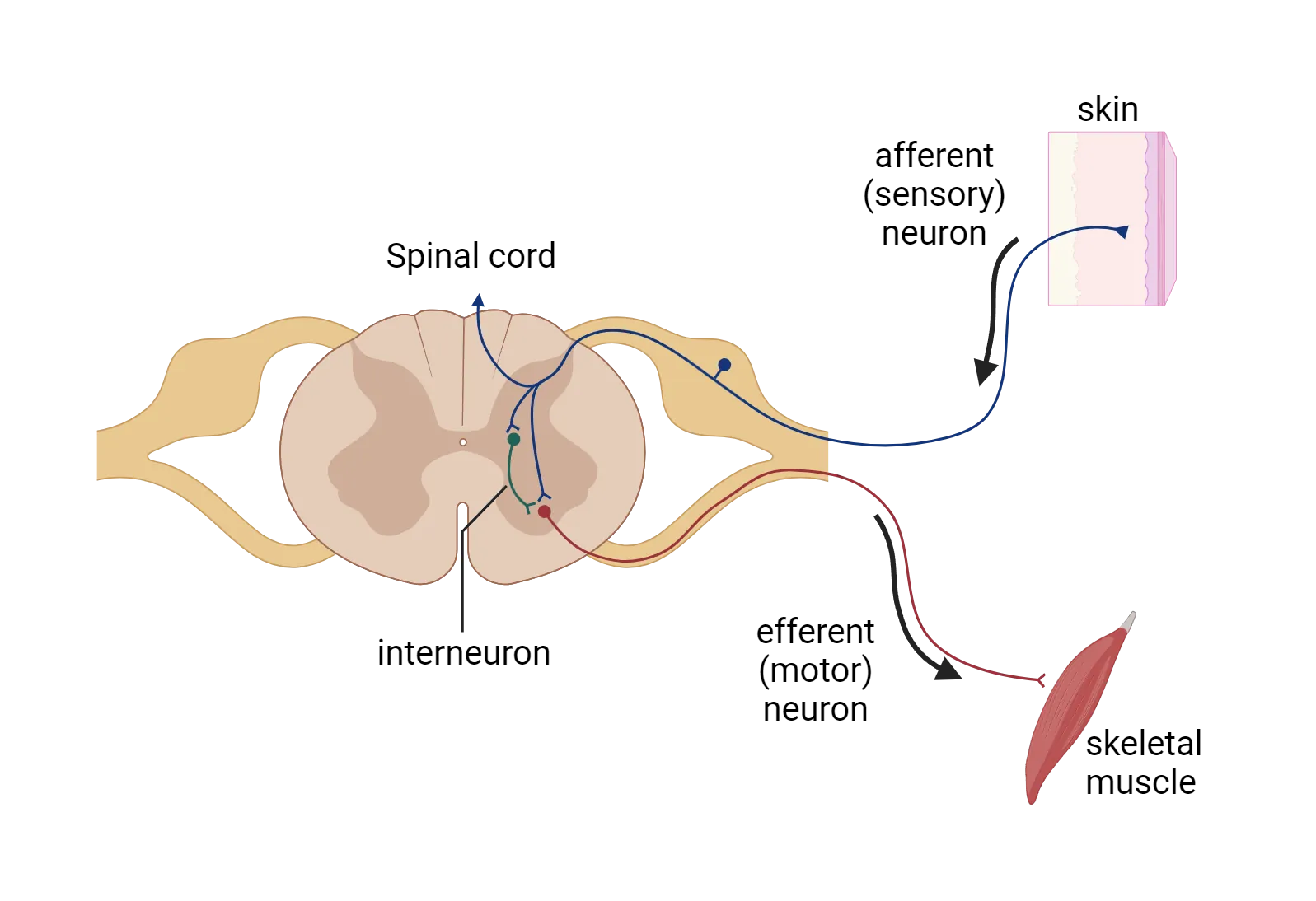 Diagram of a cross-section of spinal cord. Incoming, sensory (afferent) neuron is shown with input terminal in a piece of skin, cell body in dorsal root ganglia and axon terminals synapsing on interneuron and efferent motor neuron in the ventral gray matter of the cord. Efferent motor neuron with cell body in the ventral gray matter sends an axon out to a skeletal muscle.
