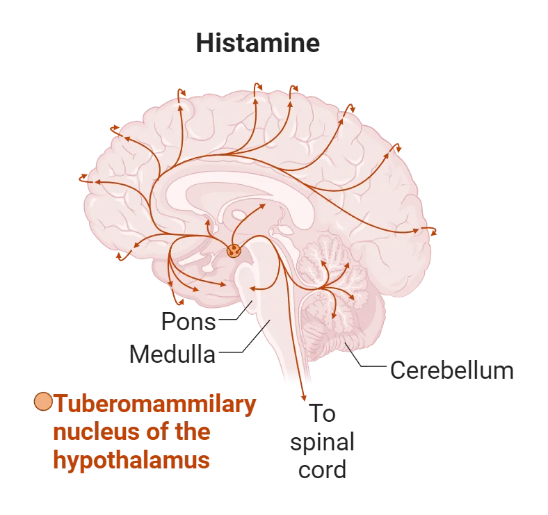 Diagram of a human brain with networks of histamine projections throughout the cortex. Cell bodies are in tuberomammillary nucleus of the hypothalamus.