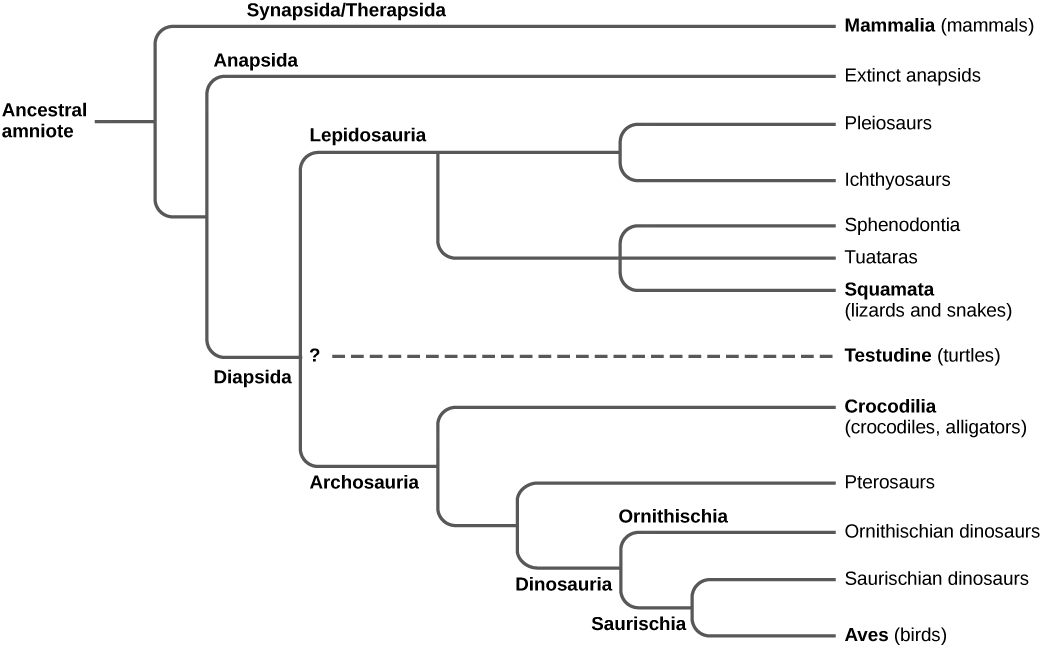 The trunk of the amniote phylogenetic tree is the ancestral amniote. Initially, the tree branches into diapsids, anapsids, and synapsids. Synapsids give rise to mammals, which are therapsids. Anapsids are all extinct. Diapsids are subdivided into two groups, lepidosaurs and archosaurs. Lepidosauria includes plesiosaurs, ichthyosaurs, Sphenodontia and Squamata, which includes lizards and snakes. Archosauria branches into Crocodilia, pterosaurs, dinosaurs, and birds.