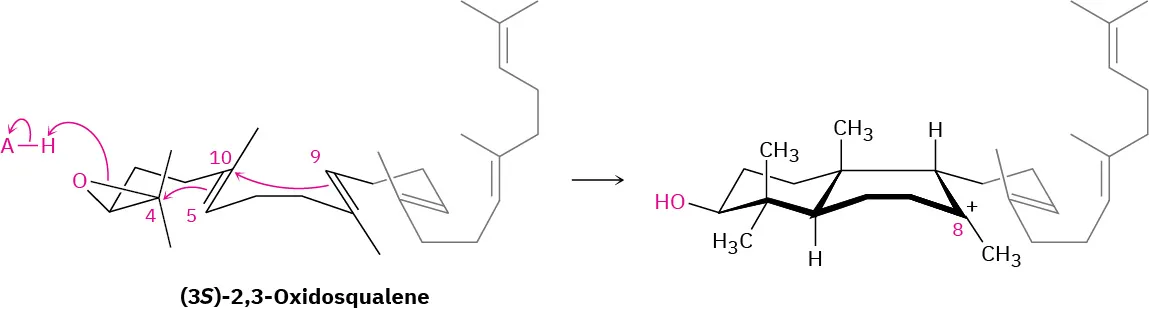 Acid-promoted ring opening of (3 S)-2,3-oxidosqualene undergoes two cationic cyclizations to form a decaline ring with carbocation at C 8.