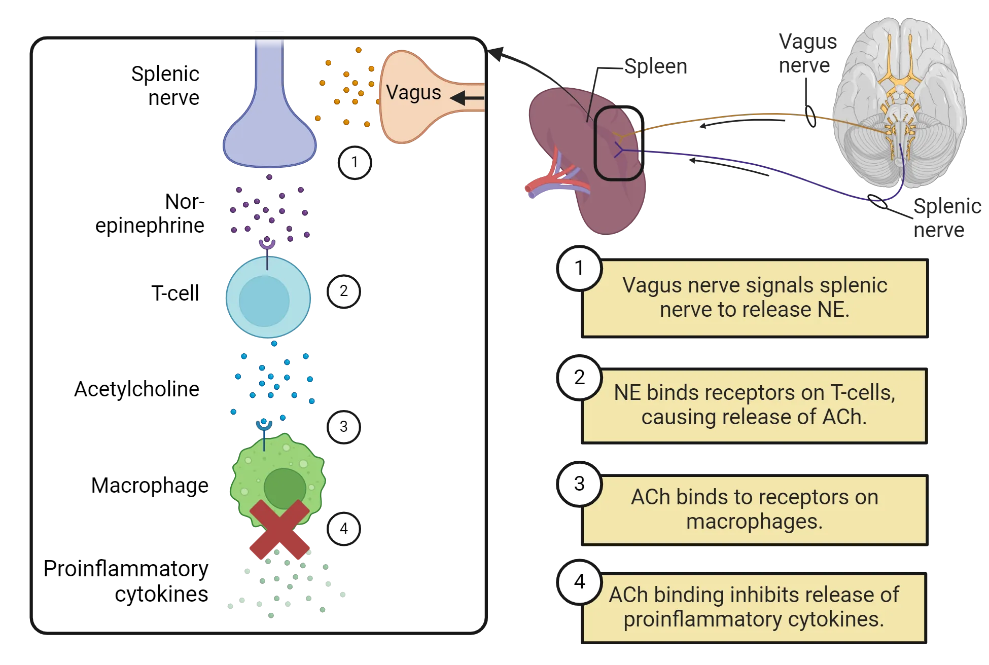 Top right shows a diagram of a spleen with a vagus nerve and splenic nerve connection coming from the brain. A box zoom-in shows the vagus nerve terminal synapsed on the splenic nerve terminals and a subsequent cascade of immune cell reactions. 1) Vagus nerve signals splenic nerve to release norepinephrine. 2) Norepinephrine binds receptors on T-cells, causing release of acetylcholine. 3) Acetylcholine binds to receptors on macrophages. 4) Acetylcholine binding inhibits release of proinflammatory cytokines.